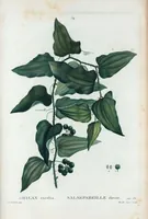 Picture 54 of 500 from Nouveau Duhamel (1801), leaf 55