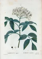 An illustration from Nouveau Duhamel (1801)