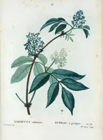 Picture 56 of 500 from Nouveau Duhamel (1801), leaf 57