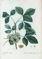 Picture 57 of 500 from Nouveau Duhamel (1801), leaf 58