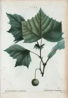 Picture 64 of 500 from Nouveau Duhamel (1801), leaf 65