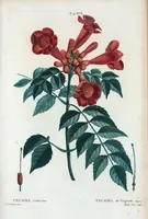 An illustration from Nouveau Duhamel (1801)