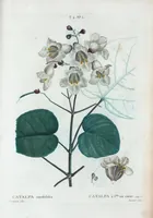 An illustration from Nouveau Duhamel (1801)