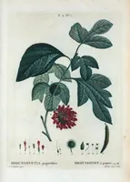 Picture 69 of 500 from Nouveau Duhamel (1801), leaf 70