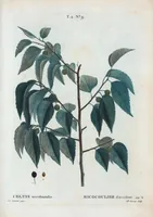 Picture 71 of 500 from Nouveau Duhamel (1801), leaf 72