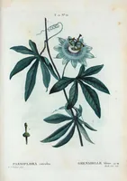 An illustration from Nouveau Duhamel (1801)