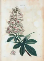 An illustration from Nouveau Duhamel (1801)