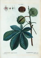 An illustration from Nouveau Duhamel (1801)