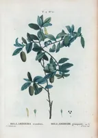 An illustration from Nouveau Duhamel (1801)