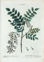 Picture 77 of 500 from Nouveau Duhamel (1801), leaf 78