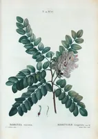 An illustration from Nouveau Duhamel (1801)