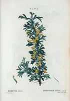 An illustration from Nouveau Duhamel (1801)