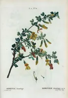 Picture 82 of 500 from Nouveau Duhamel (1801), leaf 83