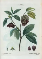 Picture 86 of 500 from Nouveau Duhamel (1801), leaf 87