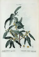An illustration from Nouveau Duhamel (1801)