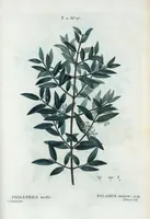 An illustration from Nouveau Duhamel (1801)