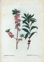 An illustration from Nouveau Duhamel (1801)