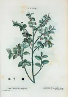 Picture 90 of 500 from Nouveau Duhamel (1801), leaf 91