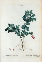 Picture 91 of 500 from Nouveau Duhamel (1801), leaf 92