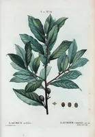 An illustration from Nouveau Duhamel (1801)