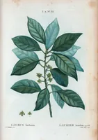 Picture 94 of 500 from Nouveau Duhamel (1801), leaf 95