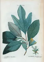 An illustration from Nouveau Duhamel (1801)
