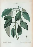 An illustration from Nouveau Duhamel (1801)