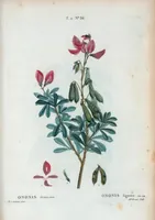 Picture 97 of 500 from Nouveau Duhamel (1801), leaf 98