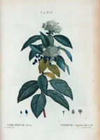 An illustration from Nouveau Duhamel (1801)