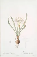 Picture 16 of 960 from Les liliacées (1805), leaf 10