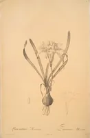 Picture 17 of 960 from Les liliacées (1805), leaf 10