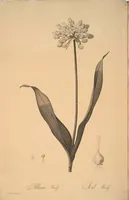 Picture 194 of 960 from Les liliacées (1805), leaf 100