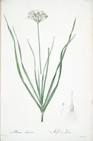 Picture 195 of 960 from Les liliacées (1805), leaf 101
