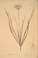Picture 196 of 960 from Les liliacées (1805), leaf 101