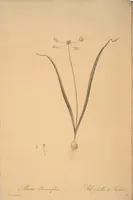 Picture 197 of 960 from Les liliacées (1805), leaf 102