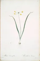 Picture 198 of 960 from Les liliacées (1805), leaf 102