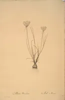 Picture 200 of 960 from Les liliacées (1805), leaf 103