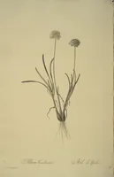 Picture 202 of 960 from Les liliacées (1805), leaf 104