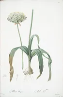 Picture 203 of 960 from Les liliacées (1805), leaf 105