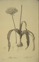 Picture 204 of 960 from Les liliacées (1805), leaf 105