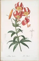 Picture 205 of 960 from Les liliacées (1805), leaf 106