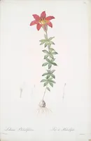Picture 207 of 960 from Les liliacées (1805), leaf 107