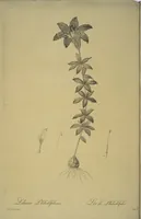 Picture 208 of 960 from Les liliacées (1805), leaf 107
