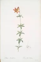 Picture 209 of 960 from Les liliacées (1805), leaf 108