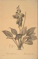 Picture 211 of 960 from Les liliacées (1805), leaf 109