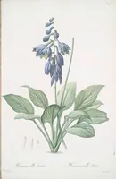 Picture 212 of 960 from Les liliacées (1805), leaf 109