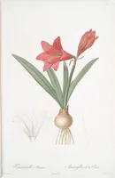 Picture 18 of 960 from Les liliacées (1805), leaf 11