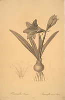 Picture 19 of 960 from Les liliacées (1805), leaf 11