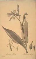 Picture 214 of 960 from Les liliacées (1805), leaf 110