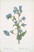 Picture 215 of 960 from Les liliacées (1805), leaf 111